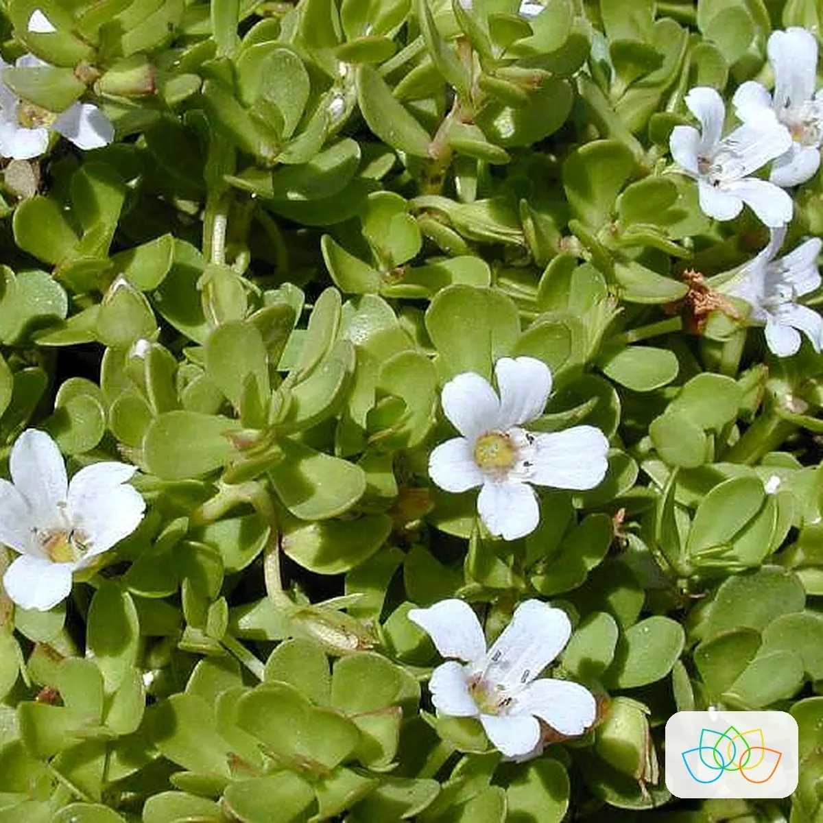 Brahmi (Bacopa monnieri) plant with small white flowers